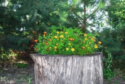 Orange Tagetes Growing In Old Dry Tree Stump In Summer Park. Marigolds Grow In Creative Wooden Flowerpot By Fir Forest Background