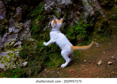 Orange Tail Cute Little Cat Jumping Up And Down Chasing Lizards