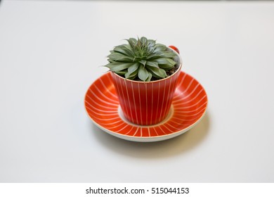 Orange Tea Cup And Saucer Used A Planter Growing A Green Plant On White.