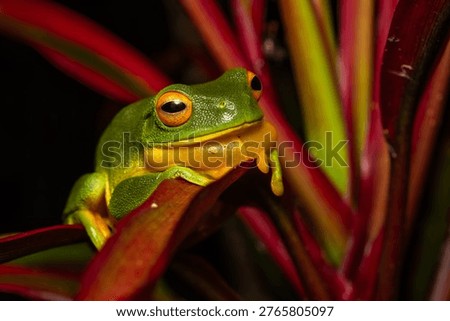 Orange Thighed Treefrog - Ranoidea xanthomera, beautiful colored tree frog native to a small area of tropical northern Queensland, Australia. 