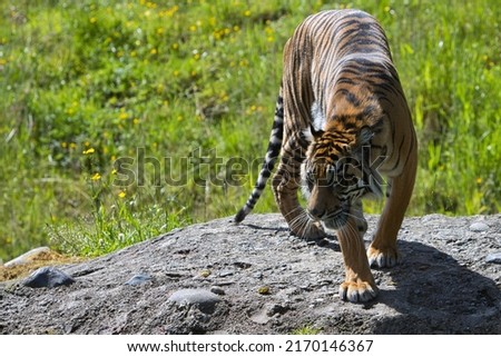 An orange tiger with black stripes and a white underside stands on a large rock at the zoo.