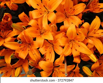 Orange Tiger Lilies