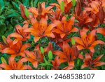 Orange tiger lilies (Lilium lancifolium) as background