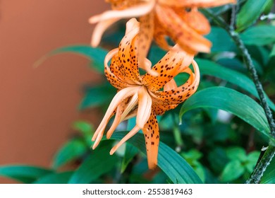 Orange Tiger Lily Close Up - Powered by Shutterstock