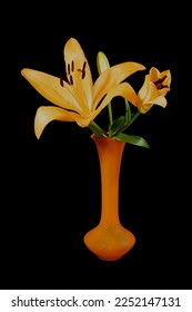 Orange Tiger Lily closeup in a orange glass vase isolated on a black background. Beauty in nature image.   - Shutterstock ID 2252147131
