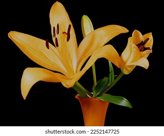 Orange Tiger Lily closeup in an orange glass trumpet vase isolated on a black background. Beauty in nature image.   - Shutterstock ID 2252147725