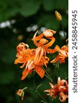 orange tiger lily on green background flowers            