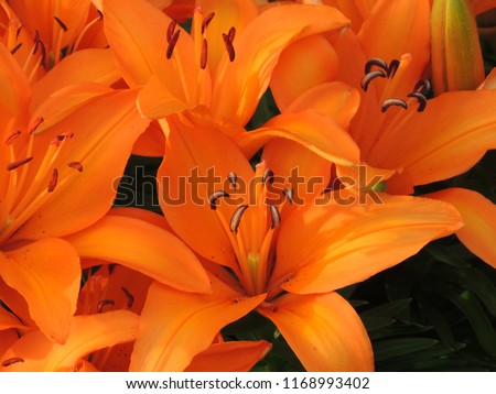 Orange tiny invader lily growing in a garden in Minnesota