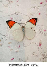 An Orange Tip Butterfly photographed on handmade paper.