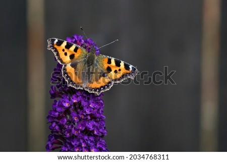 Orange Tortoiseshell butterfly (Aglais urticae) feeding on Buddleia flower also known as Butterfly bush, summer lilac.