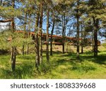 Orange train behind pine trees
