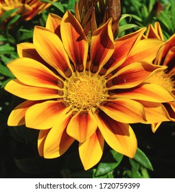 Orange Treasure Flower, Strand Gazanias