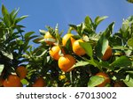 Orange tree