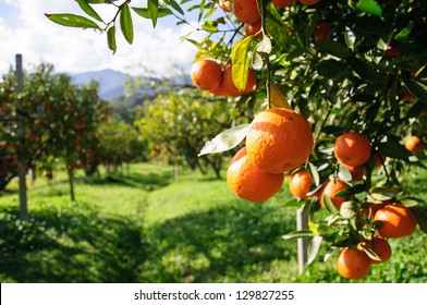 Orange tree - Shutterstock ID 129827255