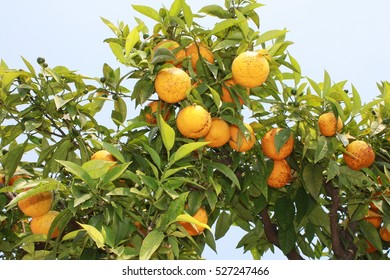 orange tree