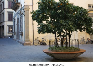 Orange tree