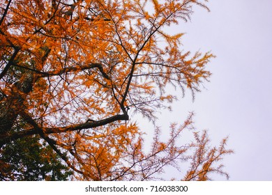 Orange Tree