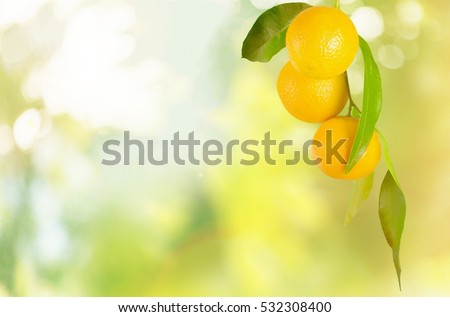 Orange tree.