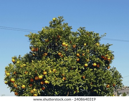 An orange tree against the blue sky.
A view from a local area in Japan.