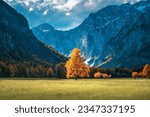 Orange tree in alpine meadows in mountains at sunset in autumn in Logar valley, Slovenia. Beautiful view of field, green grass, forest, rocks, blue sky with clouds and sunlight in fall. Nature