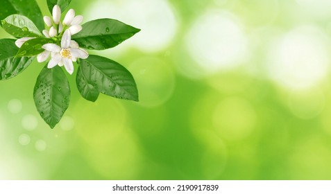 Orange tree blossom branch with white flowers, buds, leaves and water drops on the spring sparkling blurred background. Neroli citrus bloom.
 - Shutterstock ID 2190917839