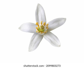 Orange tree blossom single white flower isolated on white. Neroli citrus bloom. - Shutterstock ID 2099803273