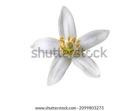 Orange tree blossom single white flower isolated on white. Neroli citrus bloom.
