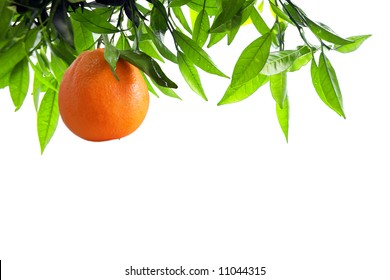 Orange tree branch with one fruit isolated in white