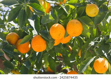 Orange tree branch with ripe fruit close-up