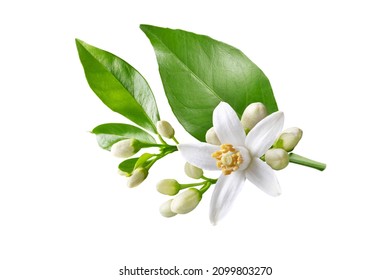 Orange tree branch with white flowers, buds and leaves isolated on white. Neroli blossom. Citrus bloom. - Shutterstock ID 2099803270