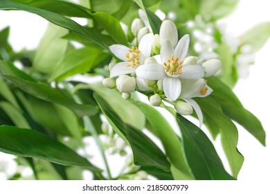 Orange tree branches with flowers, buds and leaves isolated on white. Neroli citrus white bloom. - Shutterstock ID 2185007979