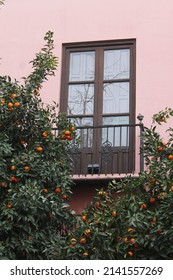 Orange Tree Branches With Many Fresh Oranges Growing In Front Of A Window. Orange Tree Growing In The Street In Front Of The Building With Pink Facade. Big Window Reflecting Bare Branches. 