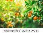 orange tree branches with ripe juicy fruits. natural fruit background outdoors.