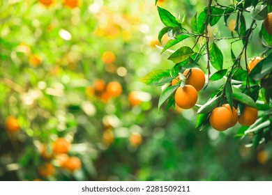 orange tree branches with ripe juicy fruits. natural fruit background outdoors.
