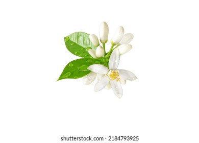 Orange tree bunch with white flowers, buds and leaves and water drops isolated on white. Neroli blossom. Citrus bloom. - Shutterstock ID 2184793925