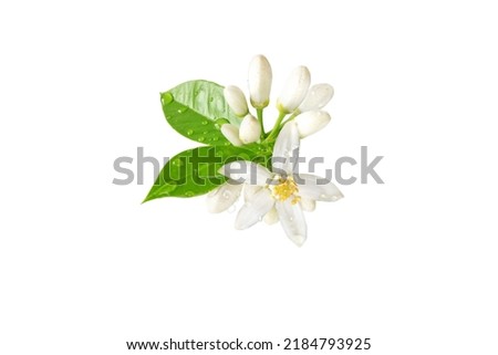 Orange tree bunch with white flowers, buds and leaves and water drops isolated on white. Neroli blossom. Citrus bloom.