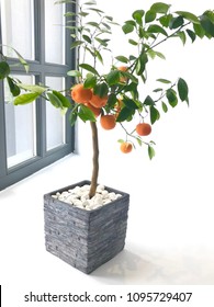 Orange Tree By Window