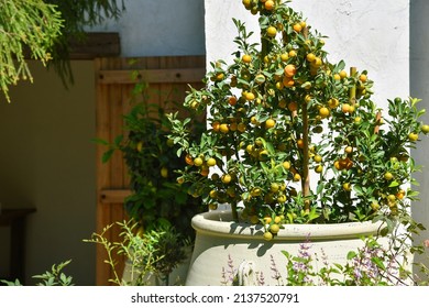 Orange Tree In Clay Pot Decor On Garden Porch, Kumquat Tangerine Plant In Stone Pot, Citrus Fruit Has Nutrient Benefit For Healthy Life.