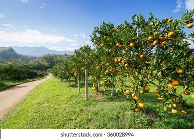 Orange tree in Orange farm.