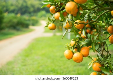 Orange tree in orange farm.