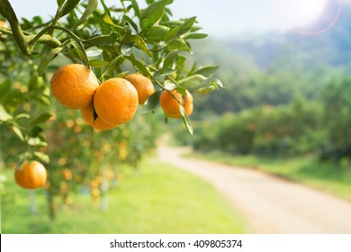 Orange tree in orange farm.