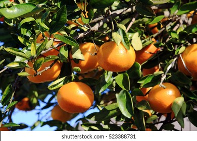 Orange Tree In Florida. Oranges Ripe On A Tree