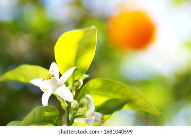 Orange Tree Flower Close Up