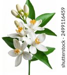 Orange tree flowers bunch closeup isolated on white. Neroli blossom. White citrus tree bloom