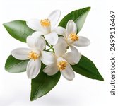 Orange tree flowers bunch closeup isolated on white. Neroli blossom. White citrus tree bloom