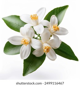 Orange tree flowers bunch closeup isolated on white. Neroli blossom. White citrus tree bloom - Powered by Shutterstock