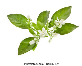 Orange Tree Flowers On A Branch Isolated On White Background.