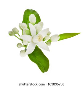 Orange tree flowers on a branch isolated on white background.