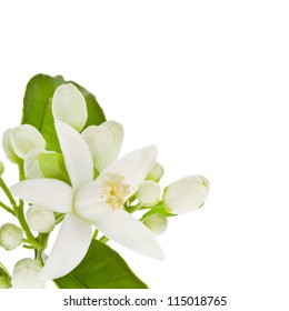 127,128 Orange blossom branch flower Images, Stock Photos & Vectors ...