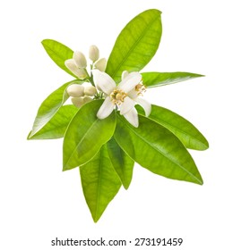 Orange Tree Flowers On A Branch
 Isolated On White Background